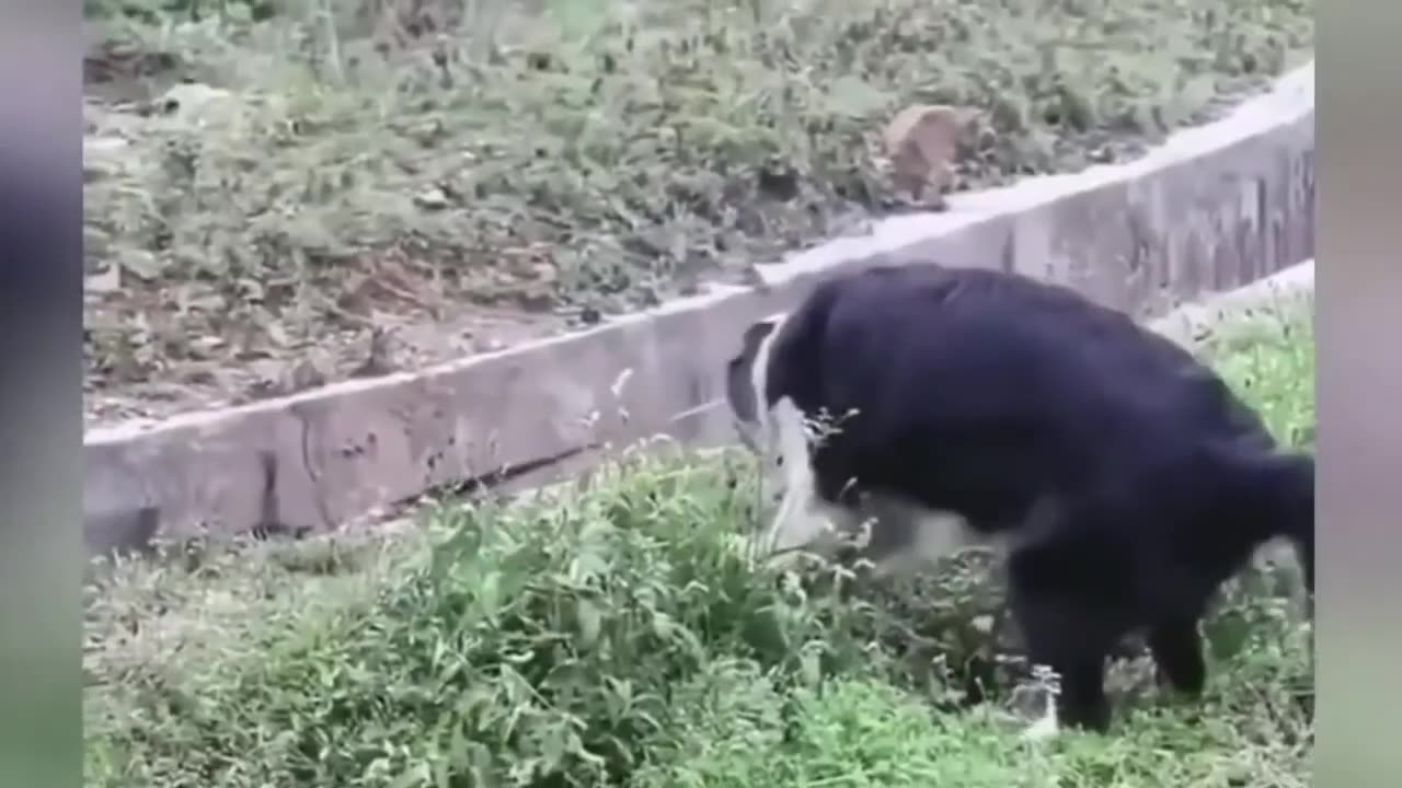 funny video