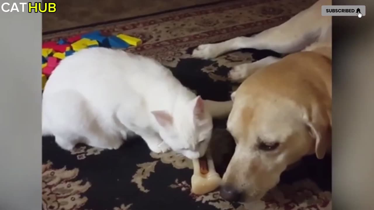 Cats think there the boss(1080P_HD)