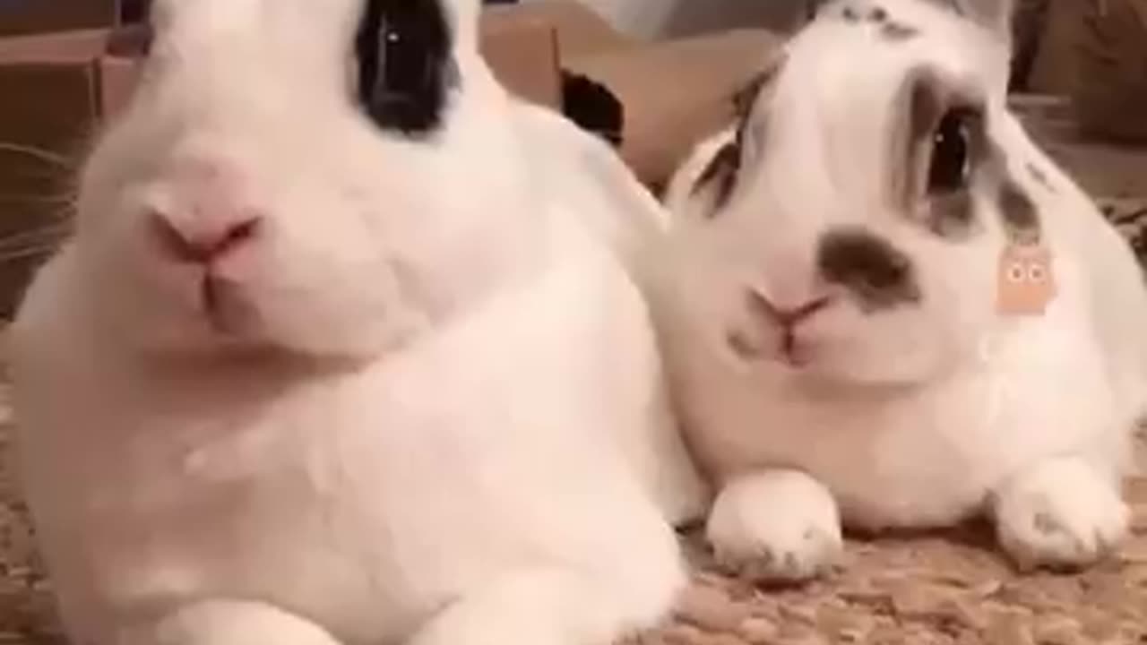 Funny Animal Moments!😂