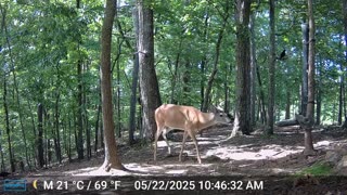 The Woods – 05/23/2025