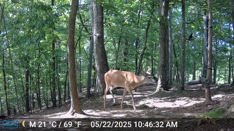 The Woods – 05/23/2025
