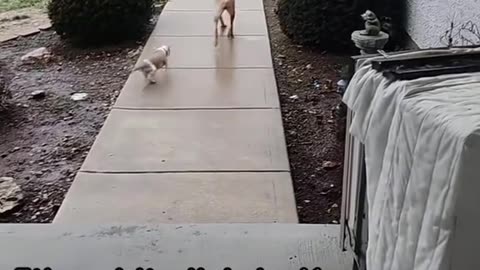 Funny video