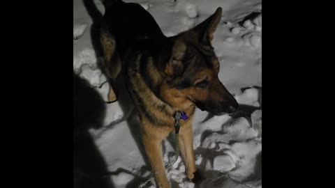 Virgil german shepherd.