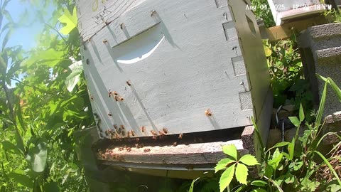 Bees on a Monday at Noon