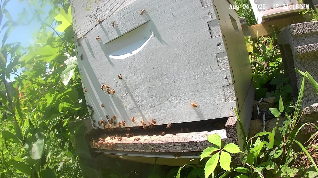 Bees on a Monday at Noon