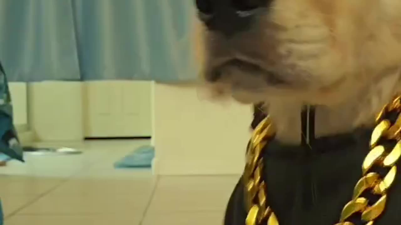 dog club in session – too funny to handle! 🐶🎉😂