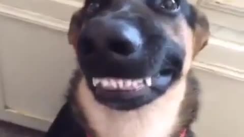 funny animals