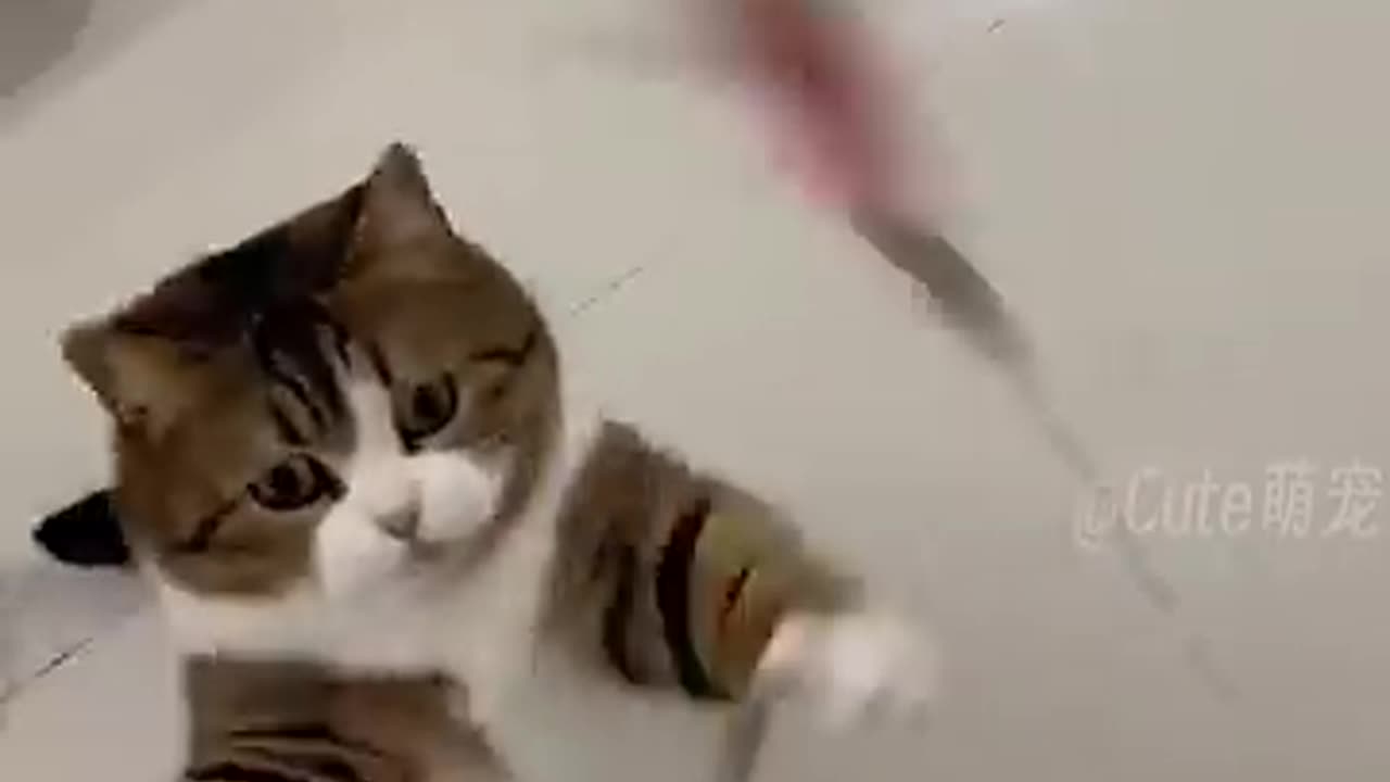Funny Cat