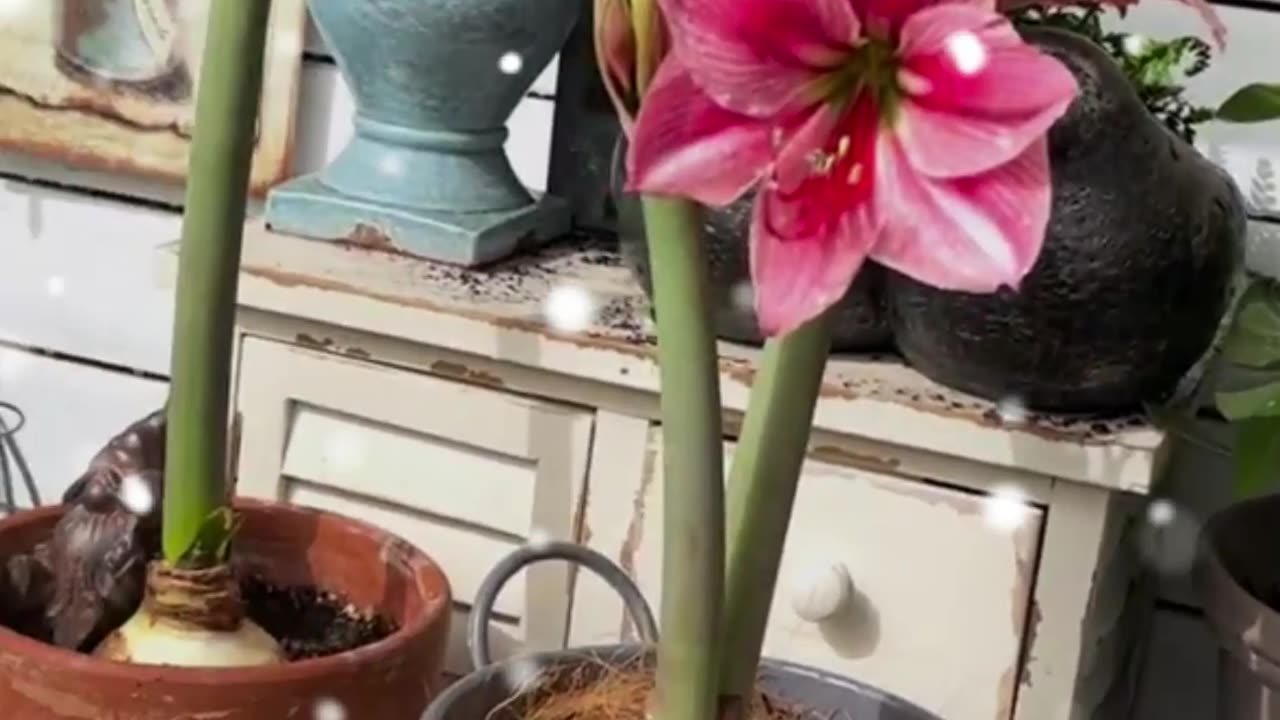 enjoy my home full of joy