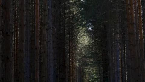 Daily Horoscope | Taurus 🌟