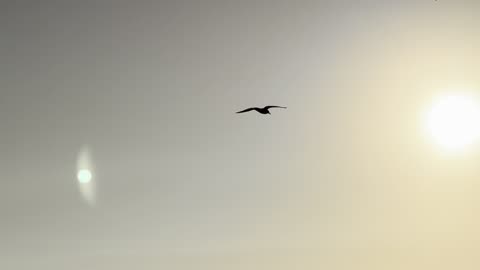 Just the Seagulls, soaring off the coast of Baja...