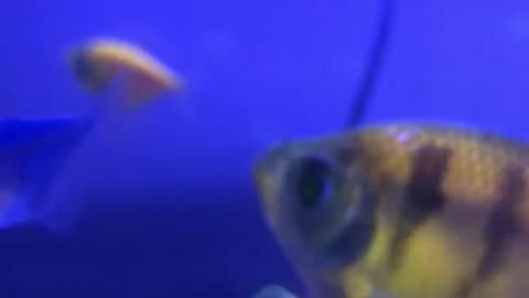Colorful fish