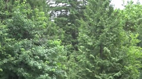 Disc golfer completes impressive albatross (double eagle) with shot around blind corner