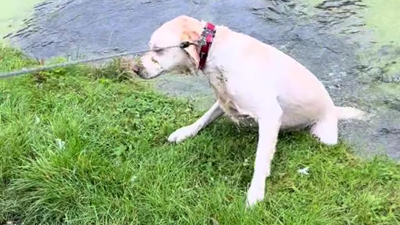 "Dog’s Epic Canal Splash! 🐶💦 | Perfect Timing Oops Moment 😂"