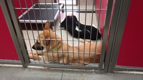Dean-Black&White 7mos A873643 Buddy-tan at gate 1y A847016 kennel 24 pod 1 PACC shelter20250709_501