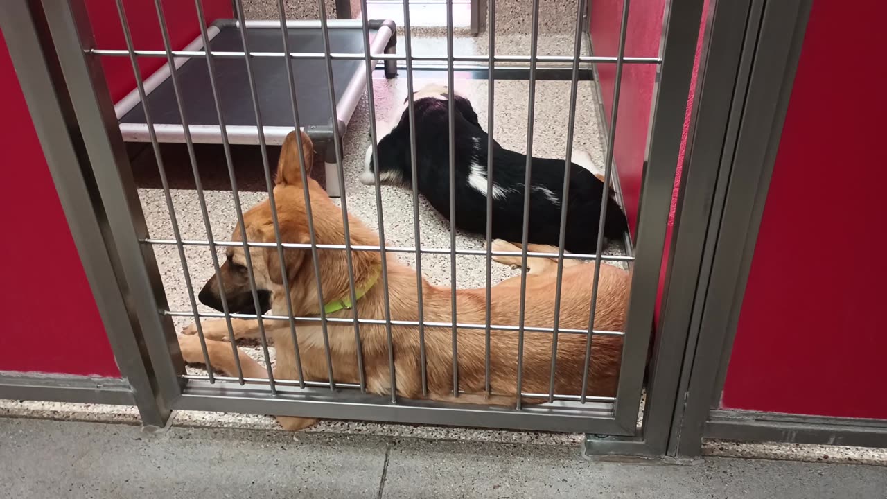 Dean-Black&White 7mos A873643 Buddy-tan at gate 1y A847016 kennel 24 pod 1 PACC shelter20250709_501