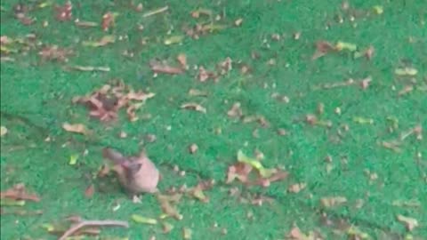 Northern Cardinal