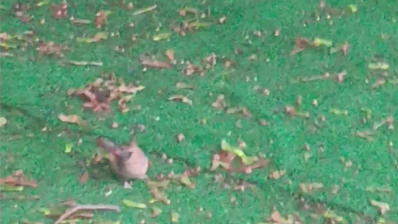 Northern Cardinal
