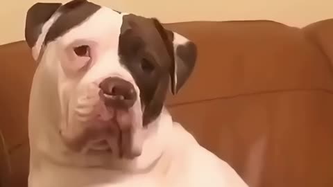 CUTE ANIMALS ACTION