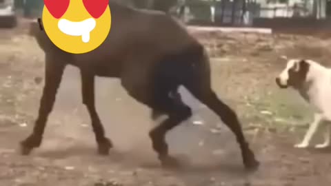 دوستی بی‌نظیر بین یک اسب و یک سگ An Unbelievable Bond Between a Horse and a Dog