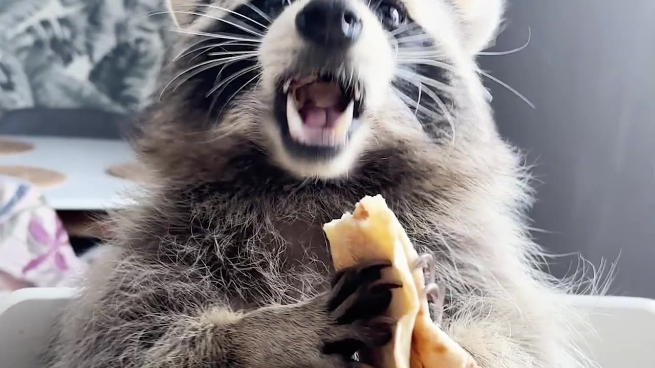 Raccoon Eats Pancakes With Pleasure