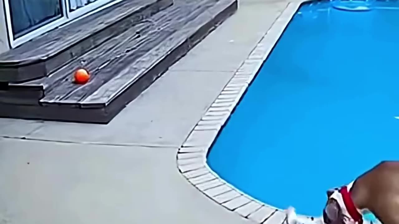 Dogs saving human life's