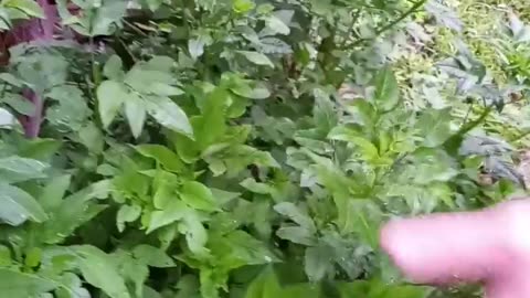 #Foraging For Food
