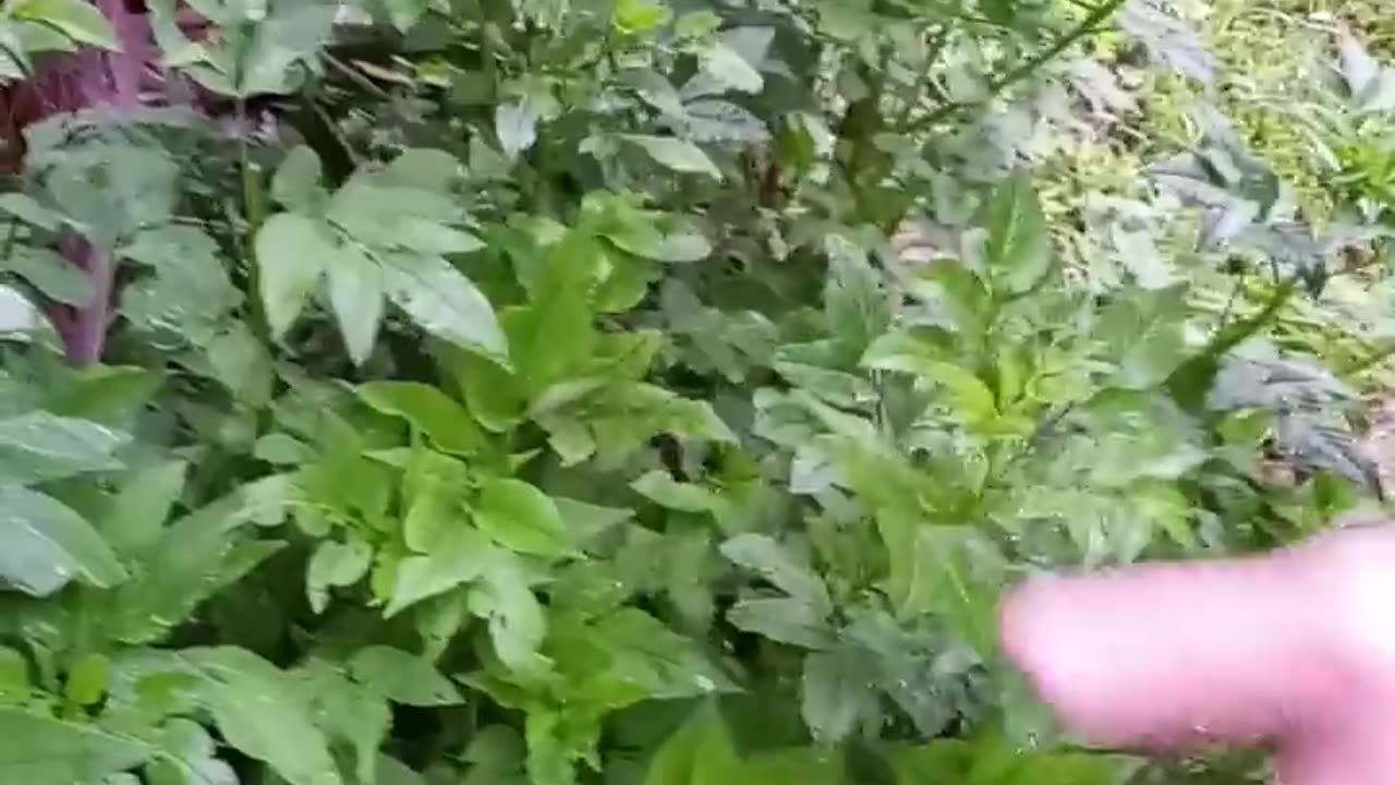 #Foraging For Food