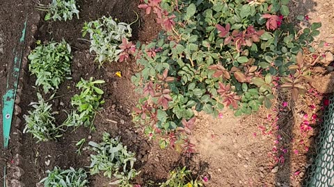 Upgrading awful Soil with Perennials to attract more Bees and Butterflies