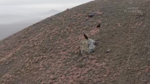 "Welcome to Animals' ULTIMATE Jungle Life Adventure! 🦅🦁🐶🐯 | Wild Encounters & Surprising Moments!"