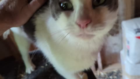 Janet (AKA Carina)