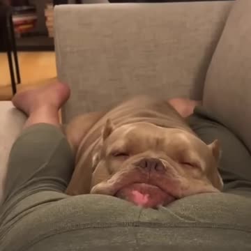 Fart Pranks on puppies & cats