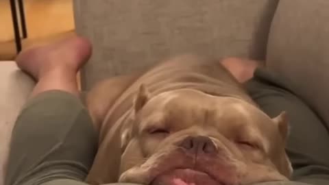 Fart Pranks on puppies & cats