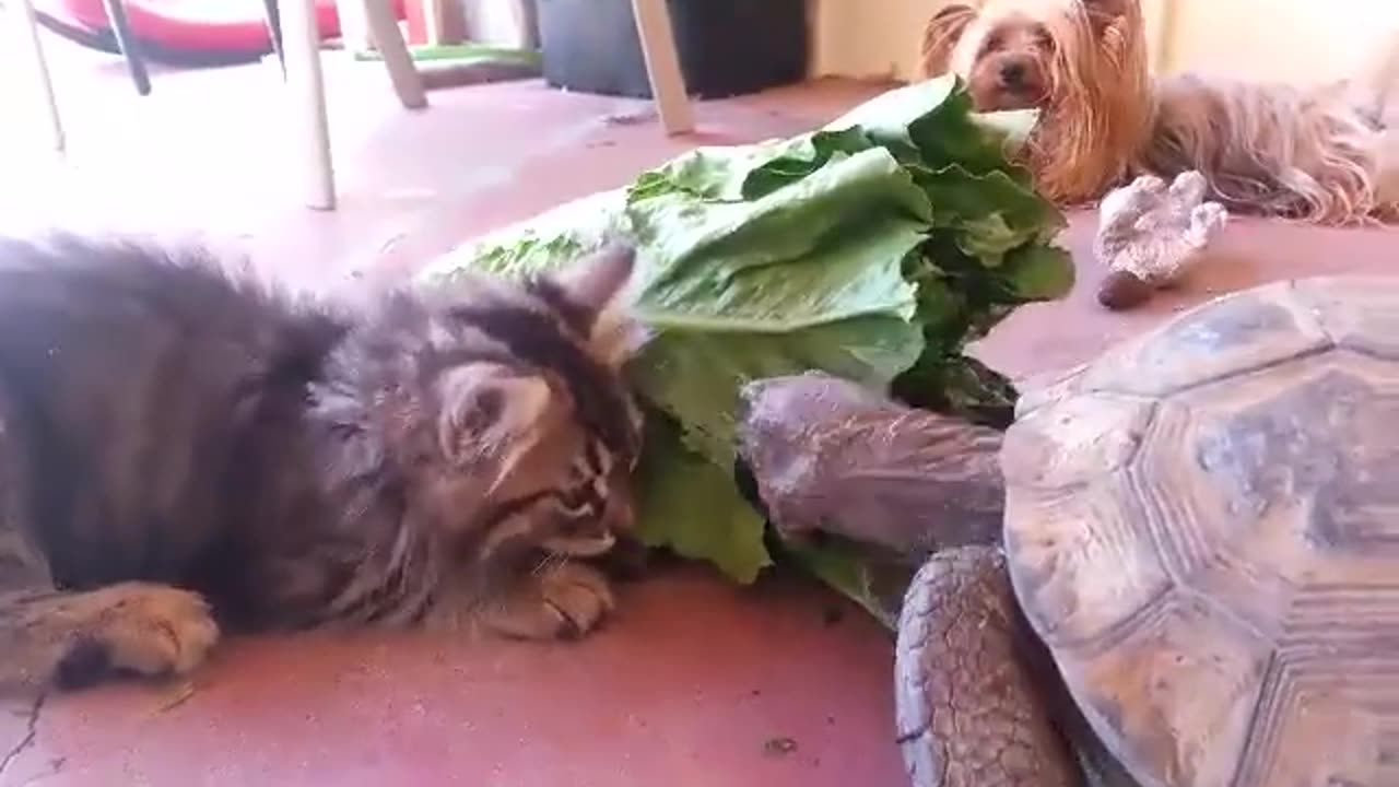 Kitten and Tortoise Share Snacks Through Life