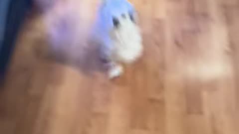 Toni the Dancing Dog