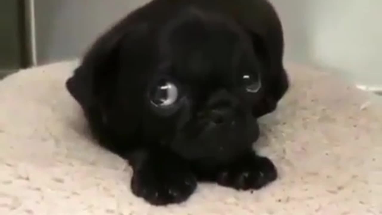 Fun Animals