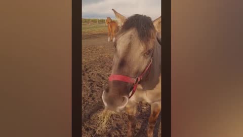 😂 Best Funny Animal Video | Part 18*** | @Funny_Brill