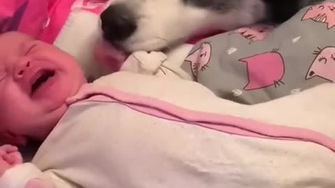 Dog's Comedy Videos 🤣 so cute videos 😍 funny videos 🤣
