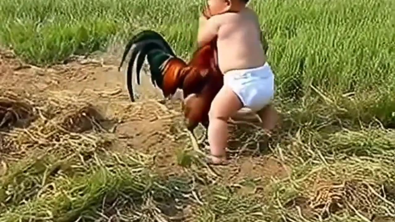 Daily Funny Videos