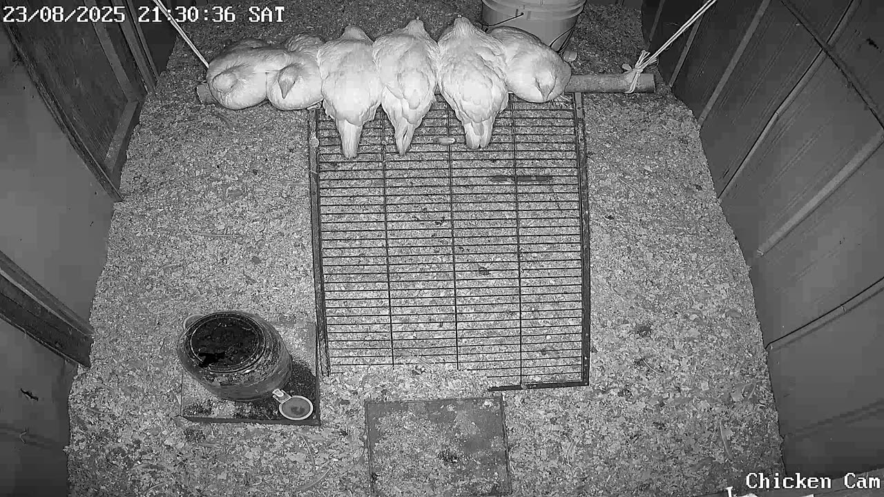 Millar Time Chicken Cam
