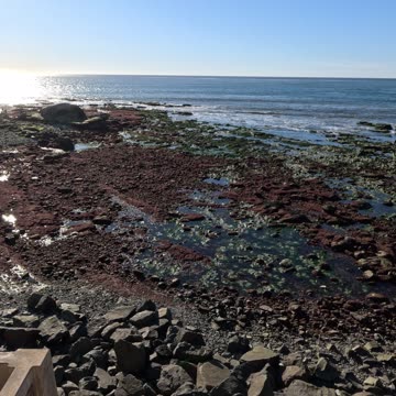 Bird Rock at Super Low Tide - Upper View #birdrock #lowtide