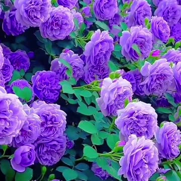 कागज रुला देते हैं