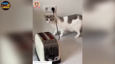 Funny Animals That Will Make You LOL! 🐶😂🐱 | Hilarious Moments Compilation