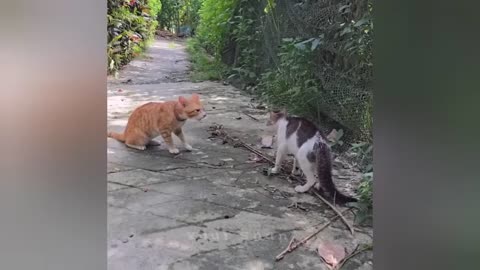 The Most dramatic cats moments ever! 😂🤣 Funny Cat Videos 2025