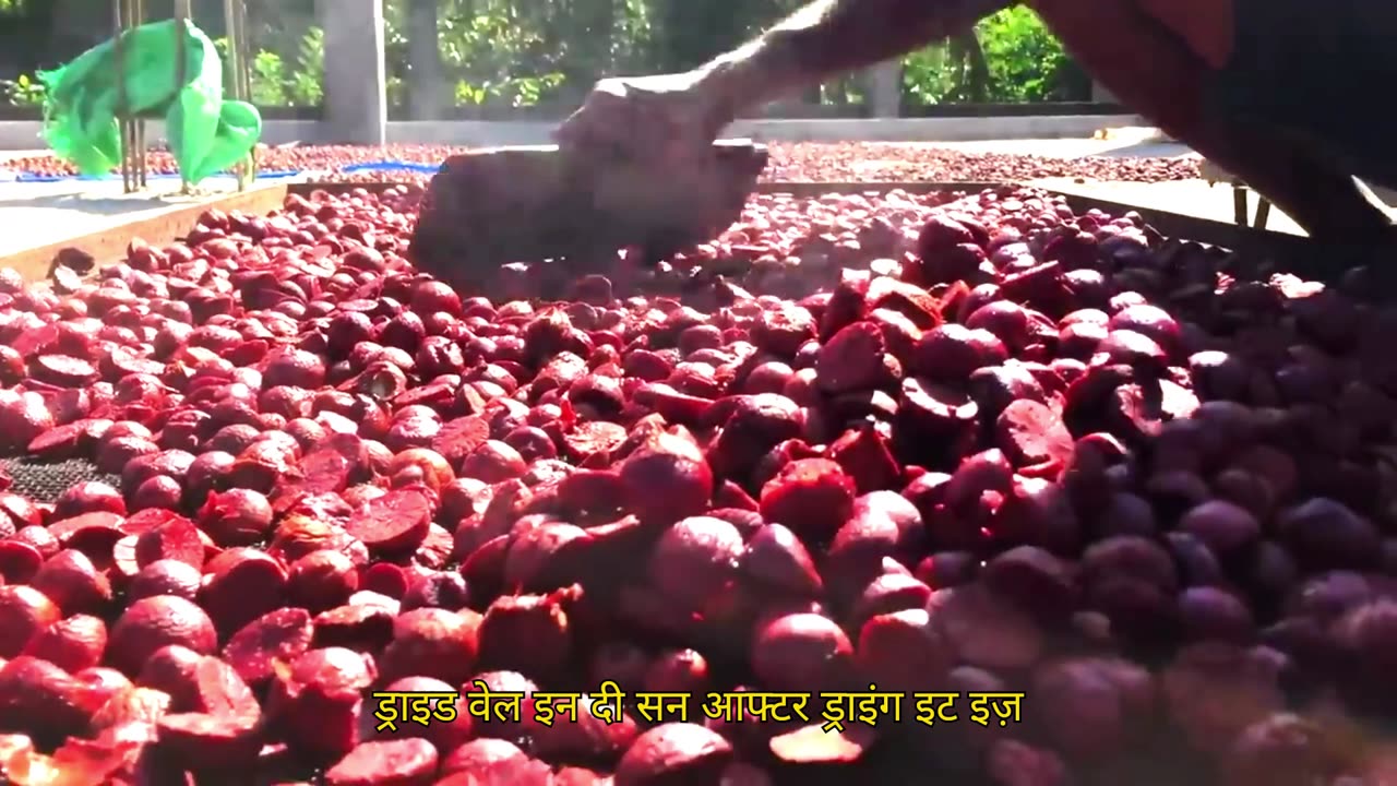 How to make Paan Masala, Gutka and Cigarettes Made in a Factory