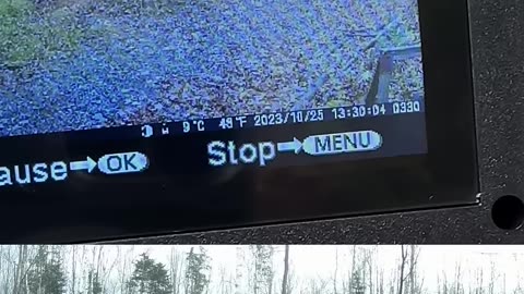 Catching the culprit that broke my camera #wildlife #mystery #trailcam