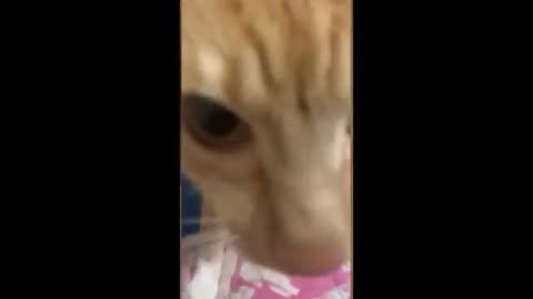 Funny Animals videos part1