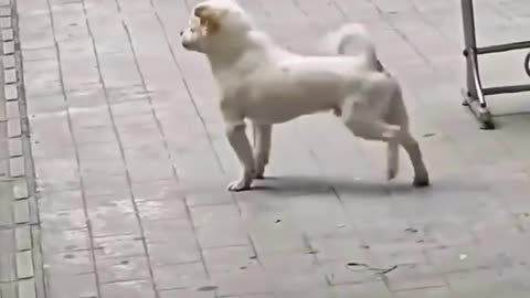 Best Time Dog Exercise