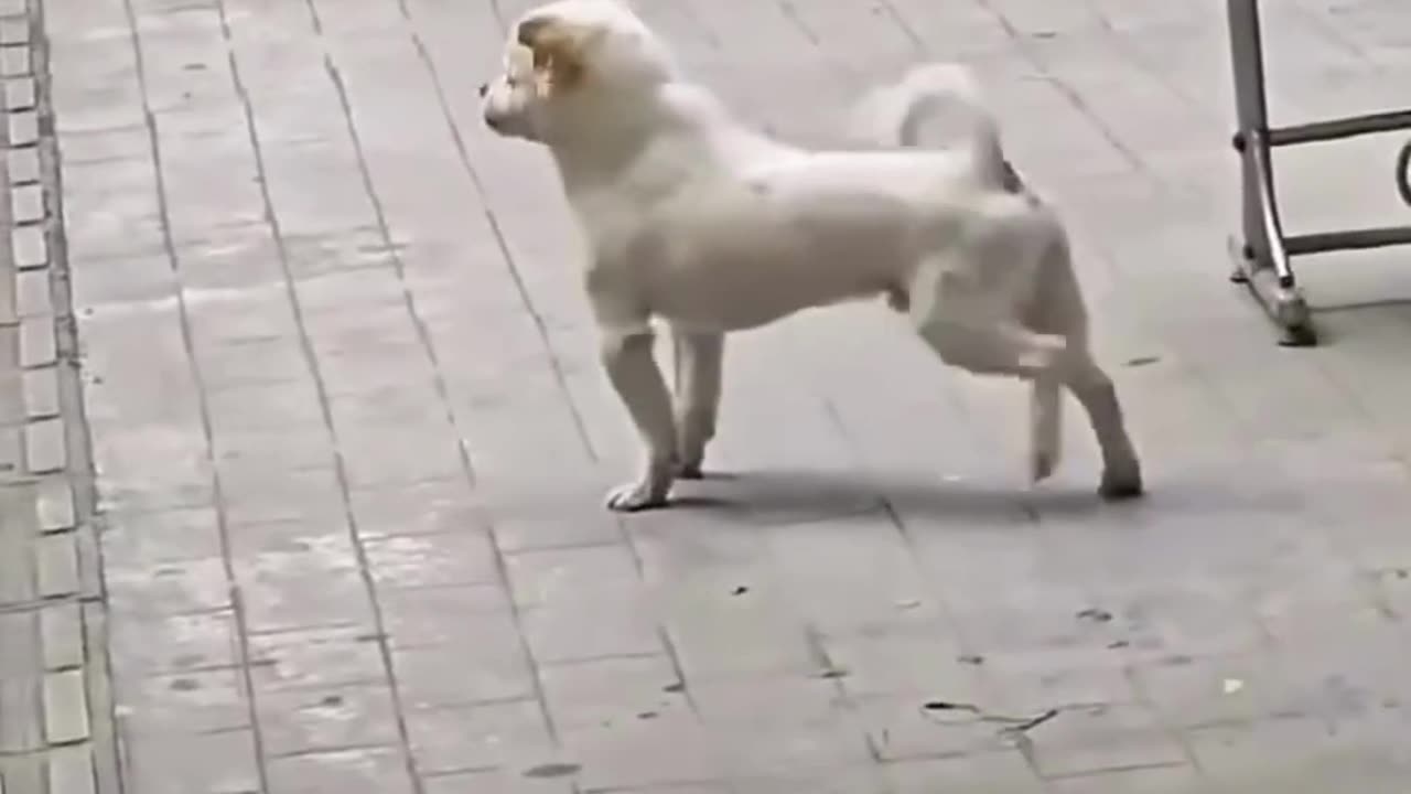 Best Time Dog Exercise