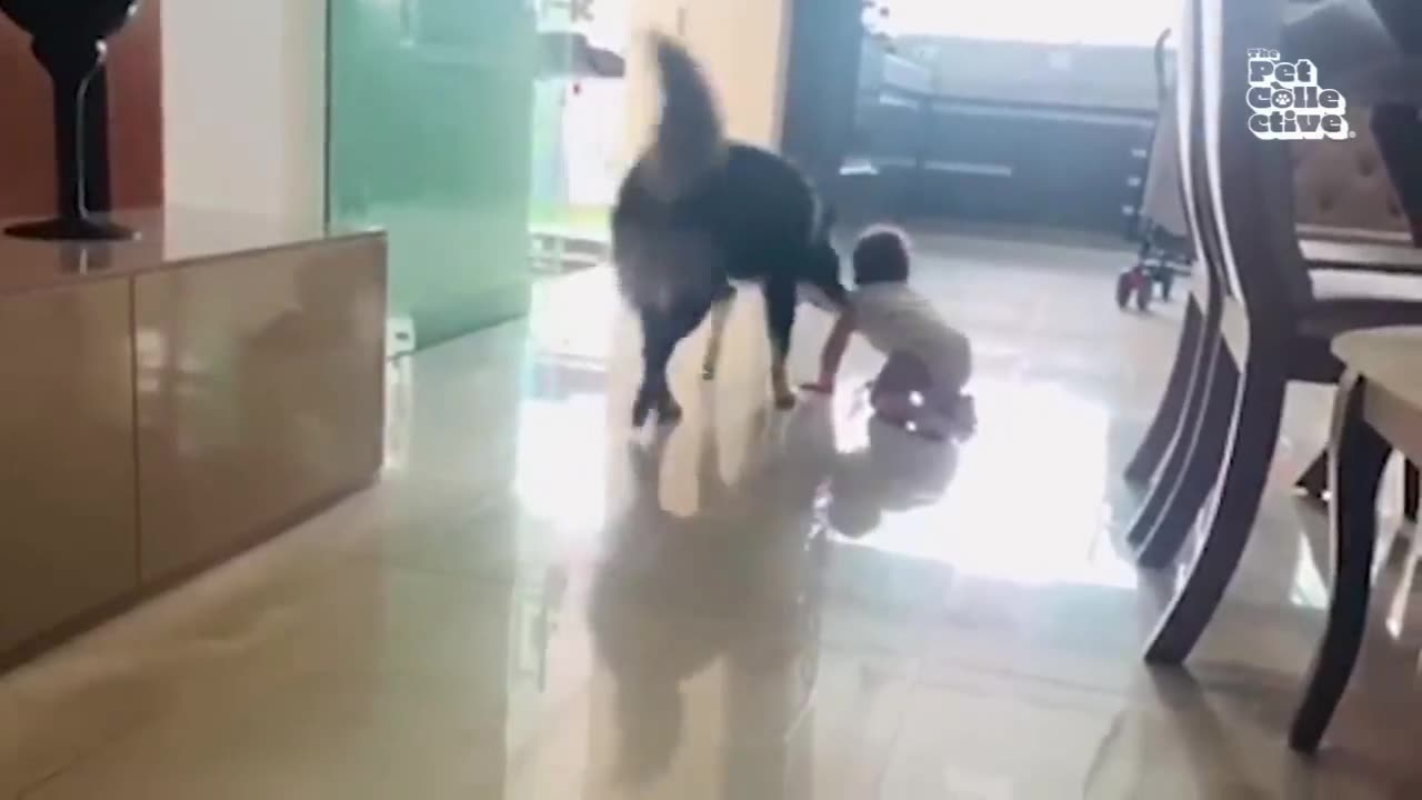 FUNNIEST Cat Dogs Animal Video of 2025 🐶😸...So Far 😂 BEST NEW 2025 Compilation😂[Part 3]